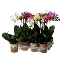 Orquidea / Phalaenopsis 1 vara