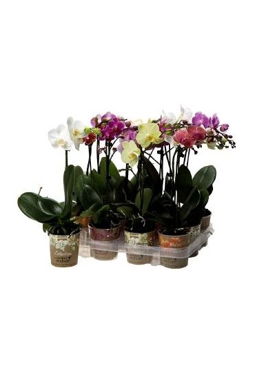 Orquidea / Phalaenopsis 1 vara