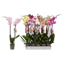 Orquidea / Phalaenopsis 2 Vara