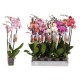 Orquidea / Phalaenopsis 29.95€