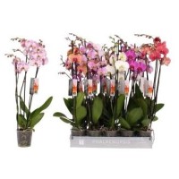 Orquidea / Phalaenopsis 29.95€