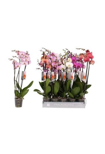 Orquidea / Phalaenopsis 29.95€