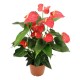 ANTHURIUM 5/6 FLORES M-12