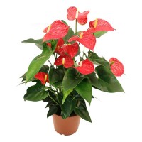 ANTHURIUM 5/6 FLORES M-12