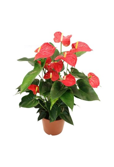 ANTHURIUM 5/6 FLORES M-12