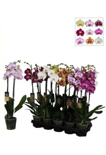 Orquidea / Phalaenopsis