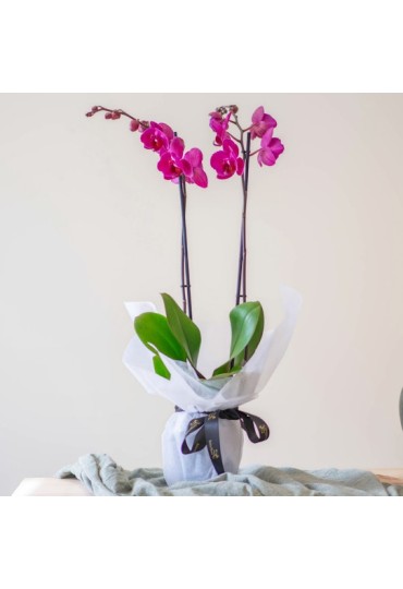 ORQUÍDEA PHALLEANOPSIS PARA REGALO