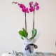 ORQUÍDEA PHALLEANOPSIS PARA REGALO