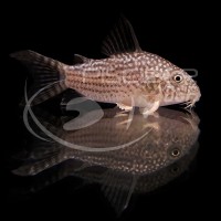 Corydoras Sterbai