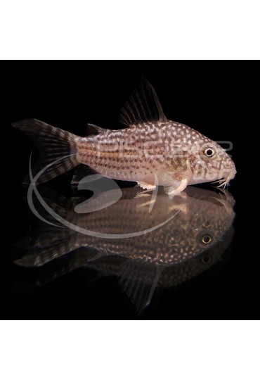 Corydoras Sterbai