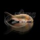 CORYDORA AENUS BRONCE