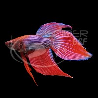 Betta Macho Splendens