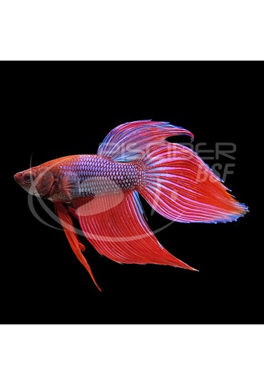 Betta Macho Splendens