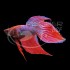 Betta Macho Splendens