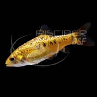 Barbo Oro