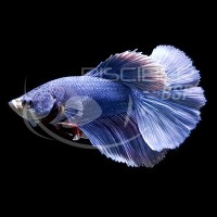 Betta Macho Superdelta