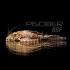 Plecostomus Leopardo Surtido