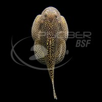 Beaufortia Levertti Borneo