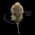 Beaufortia Levertti Borneo