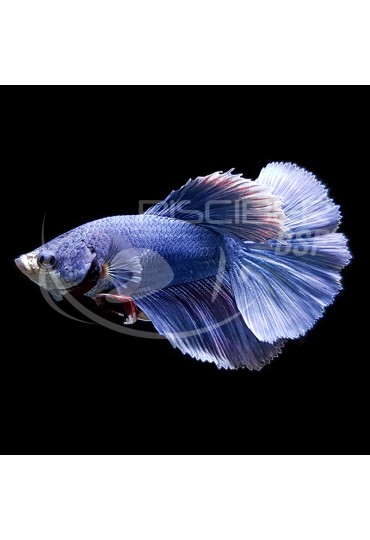 Betta Macho Coleccion