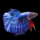 Betta Macho Coleccion