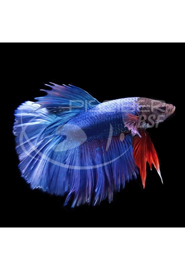 Betta Macho Coleccion