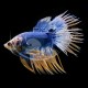 Betta Macho Coleccion