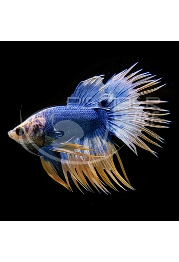 Betta Macho Coleccion