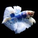 Betta Macho Coleccion
