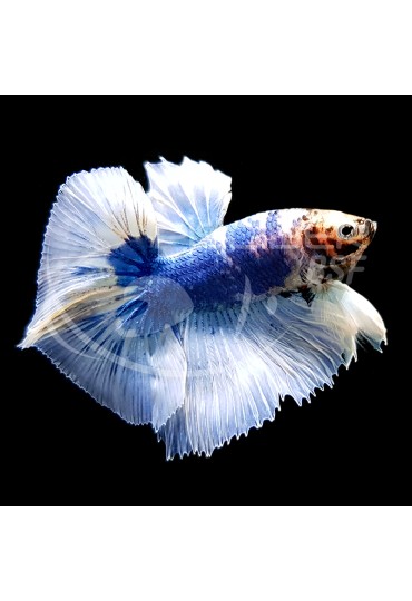 Betta Macho Coleccion