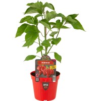 Pimiento Moruga Escorpion Rojo M14