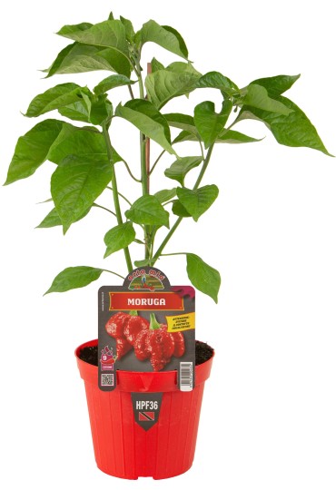 Pimiento Moruga Escorpion Rojo M14