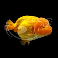 Ranchu Surtido