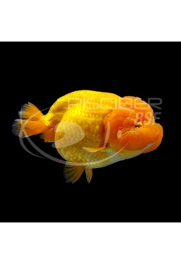 Ranchu Surtido