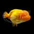 Ranchu Surtido