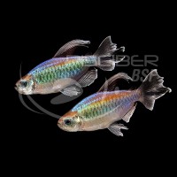 Tetra Congo Macho