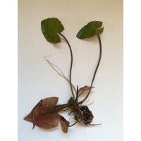 Tigerlotus Red