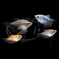 Gourami Surtido