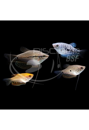 Gourami Surtido