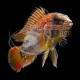 Apistogramma Cacatuoides Doble Rojo