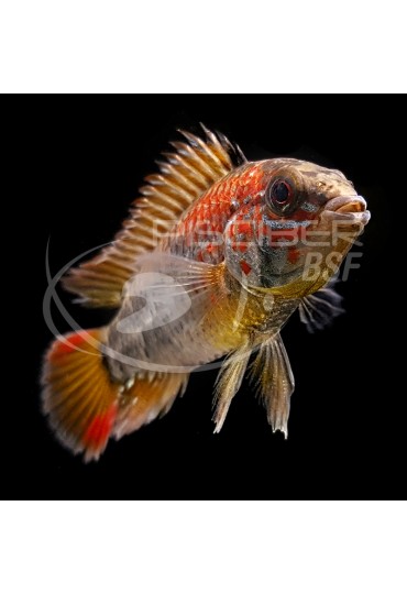 Apistogramma Cacatuoides Doble Rojo