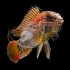 Apistogramma Cacatuoides Doble Rojo
