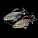 Tetra Congo Macho