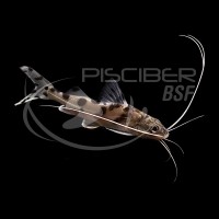 Pez Gato Pimelodella Pictus