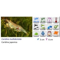 Gamba Vegetarian Japonica