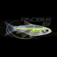 Rasbora Kubotai