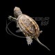 Tortuga Acuatica