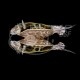 Tortuga Acuatica