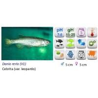 Cebrita  Leopardo