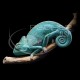 Camaleon De Yemen, Chamaeleo Calyptratus